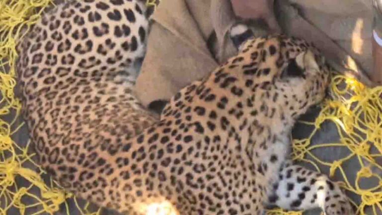 Sirmour News: घर के अंदर घुसा तेंदुआ, बाहर अटकी रहीं परिवार की सांसें, 36 घंटे बाद वन विभाग ने किया रेस्क्यू