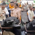 Solan Congress Protest: “सोलन में भैंस के आगे बीन… कांग्रेस का अनोखा प्रदर्शन कर मांगा मुख्य चुनाव आयुक्त का इस्तीफा..!