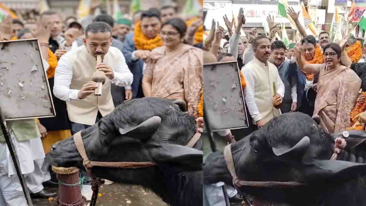Solan Congress Protest: “सोलन में भैंस के आगे बीन… कांग्रेस का अनोखा प्रदर्शन कर मांगा मुख्य चुनाव आयुक्त का इस्तीफा..!