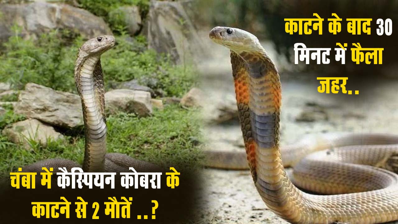 Caspian Cobra in India: भारत में पहली बार कैस्पियन कोबरा के काटने से 2 मौतें दर्ज!, हिमाचल के चंबा जिला के हैं मामले..