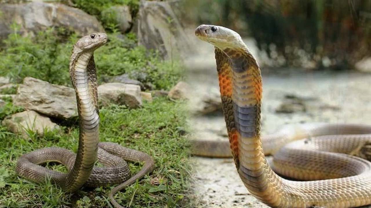 Caspian Cobra in India: भारत में पहली बार कैस्पियन कोबरा के काटने से 2 मौतें दर्ज!, हिमाचल के चंबा जिला के हैं मामले..