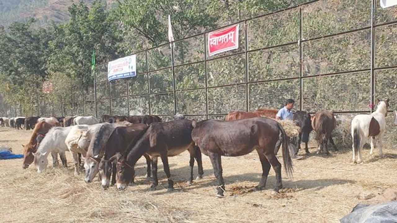 International Lavi Fair 2026: रामपुर बुशहर में 11 नवंबर से सजेगा अंतरराष्ट्रीय लवी मेला, चामुर्थी घोड़ों की प्रदर्शनी और हेरिटेज वॉक बढ़ाएंगे आकर्षण
