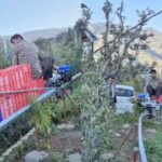 Himachal Apple Monorail Technology: हिमाचल में चीनी मोनोरेल से सेब परिवहन शुरू, नेपाल के मजदूरों पर घटेगी निर्भरता..! 