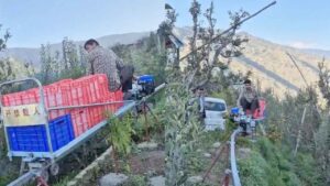 Himachal Apple Monorail Technology: हिमाचल में चीनी मोनोरेल से सेब परिवहन शुरू, नेपाल के मजदूरों पर घटेगी निर्भरता..!