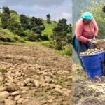 Blueberry Farming: लाहौल घाटी में ब्लूबेरी की खेती शुरू, मंत्री जगत सिंह नेगी ने शुगू का किया दौरा 1 Himachal Dhankhari Potato Price Today: हिमाचली ढाखरी आलू के दामों में उछाल से किसानों के चेहरे खिले, सीधे 45-50 रूपये तक पहुंचा भाव
