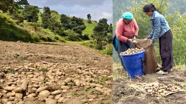 Himachal Dhankhari Potato Price Today: ढांखरी आलू के दामों में उछाल से किसानों के चेहरे खिले, सीधे 45-50 रूपये तक पहुंचा भाव