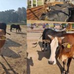 Sirmour News: नाहन में आवारा गौवंश छोड़ने पर प्रशासन की सख्त कार्रवाई, टैग से पकड़े गए तीन मालिकों पर केस दर्ज करने के निर्देश
