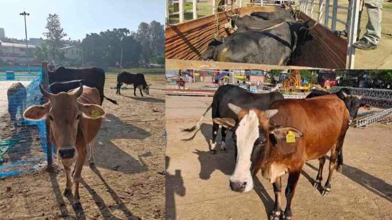 Sirmour News: नाहन में आवारा गौवंश छोड़ने पर प्रशासन की सख्त कार्रवाई, टैग से पकड़े गए तीन मालिकों पर केस दर्ज करने के निर्देश